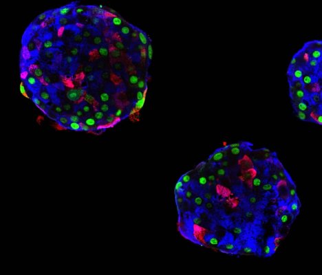 Cellules alpha humaines