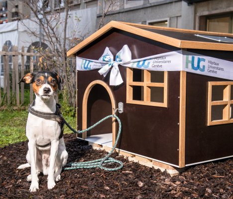 Niche pour chien devant l'hôpital