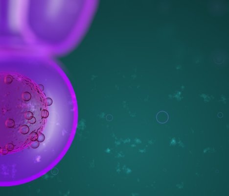 Transplantation d'une cellule souche